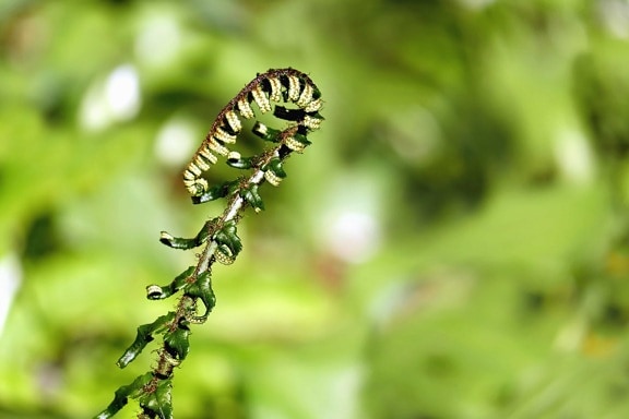 自然 宏观 细节 植物 毛毛虫 草 夏天 草本 植物 花