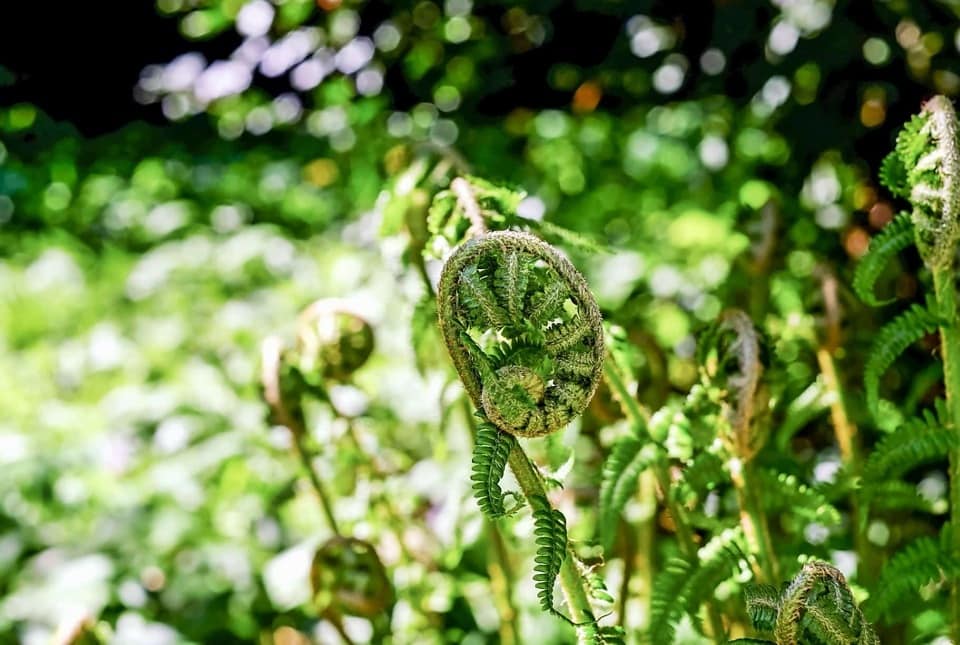 Imagen Gratis Naturaleza Colorido Jard N Flora Hoja Planta Rbol