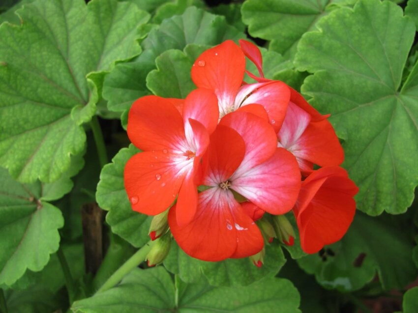 Imagen Gratis Naturaleza Flora Hoja Planta Flor Roja Hierba