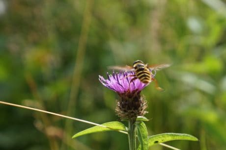 Foto Gratis Ape Macro Estate Natura Flora Fiore Insetto Pianta