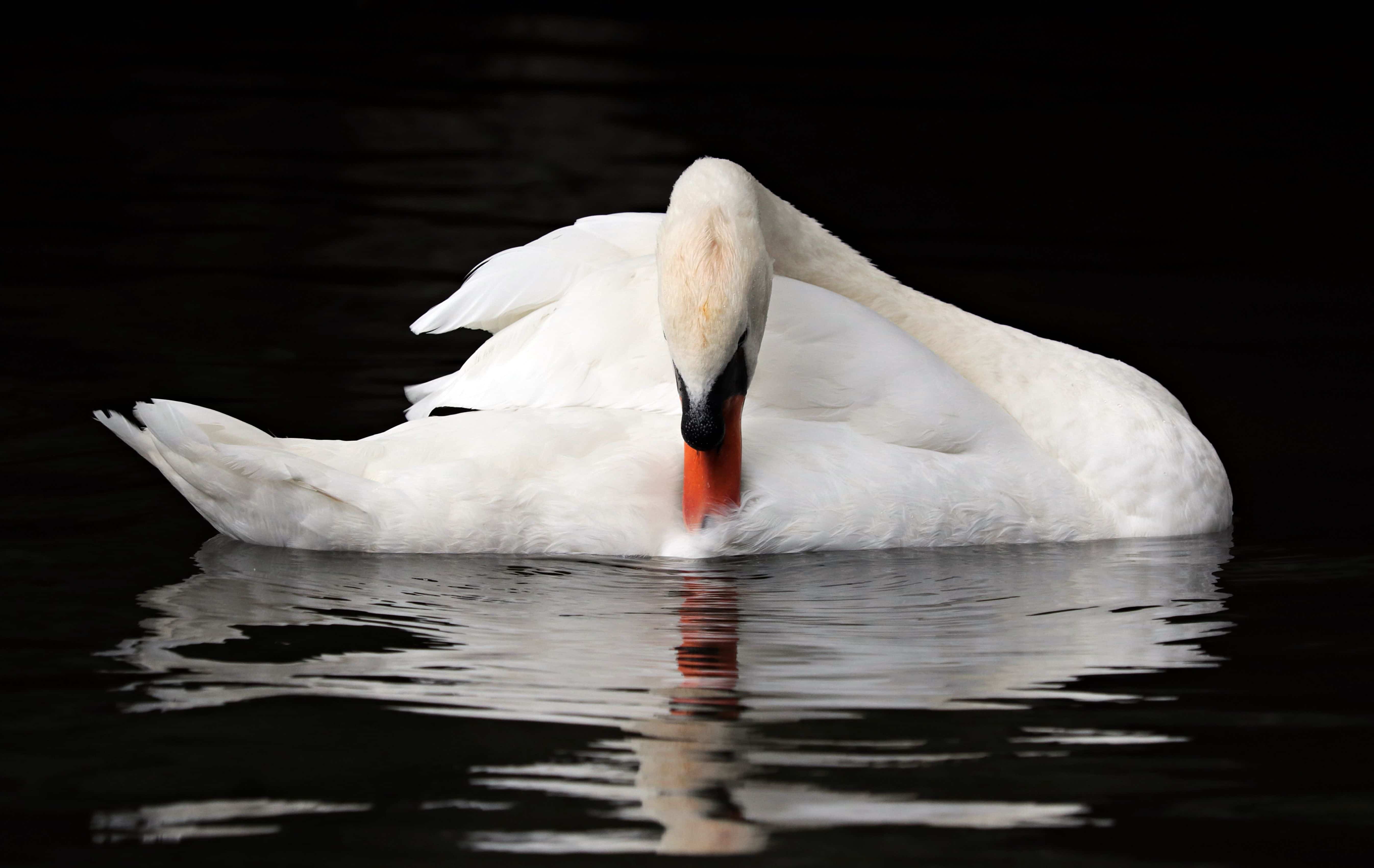 White swan amateur strip