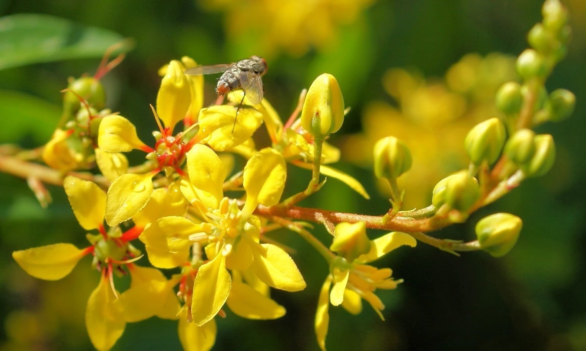 Imagen Gratis Hoja De Gren Hierba Verano Naturaleza Flor Blanca