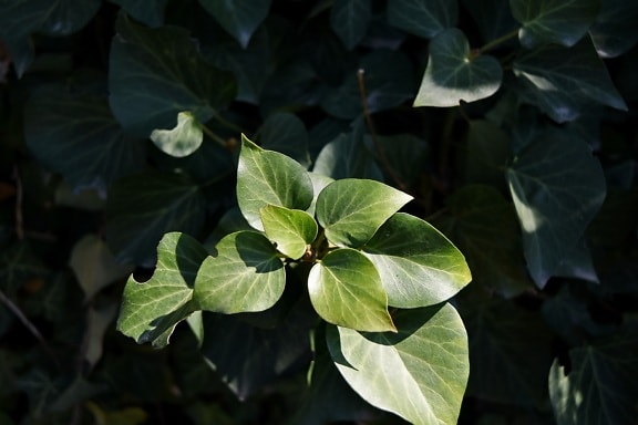 植物学 绿叶 常春藤 叶 中药 叶 性质 植物区系