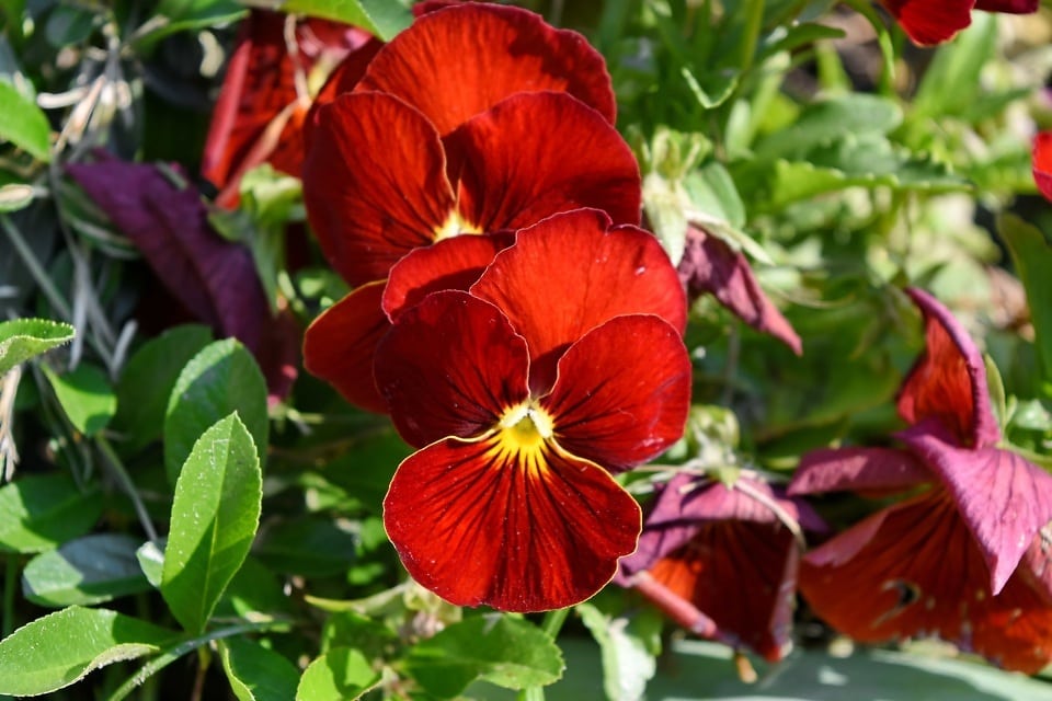 Imagen gratis Petunia naturaleza flora hoja hierba Jardín flor