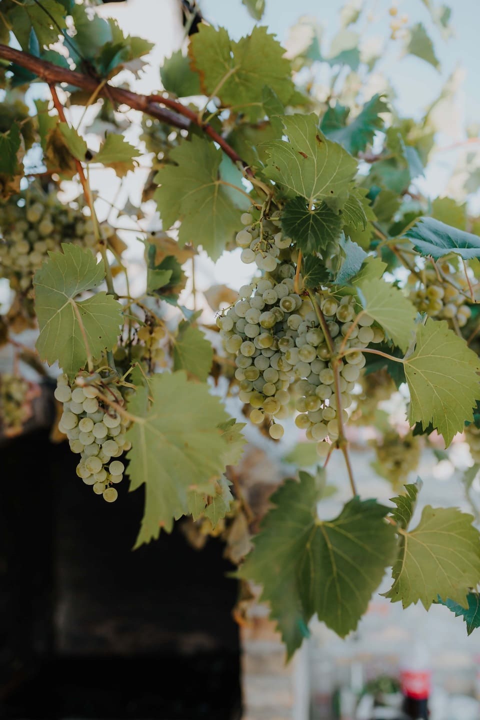 Imagen Gratis Toronja Uvas Fruta Madura Higo Fruta Contacto