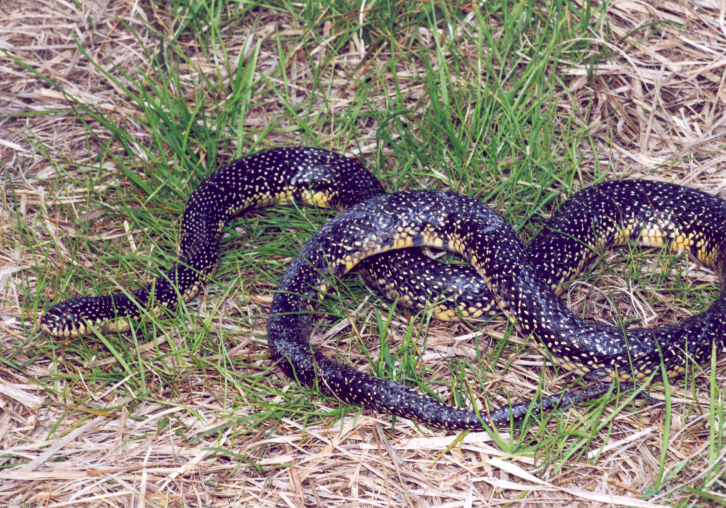 斑点 国王 蛇 lampropeltis getula holbrooki stejneger