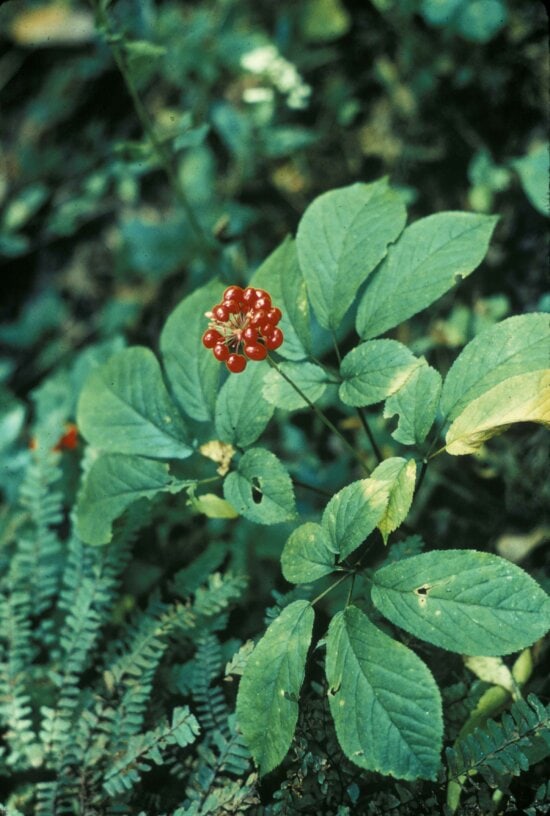 人参 美国 植物 panex 西洋参