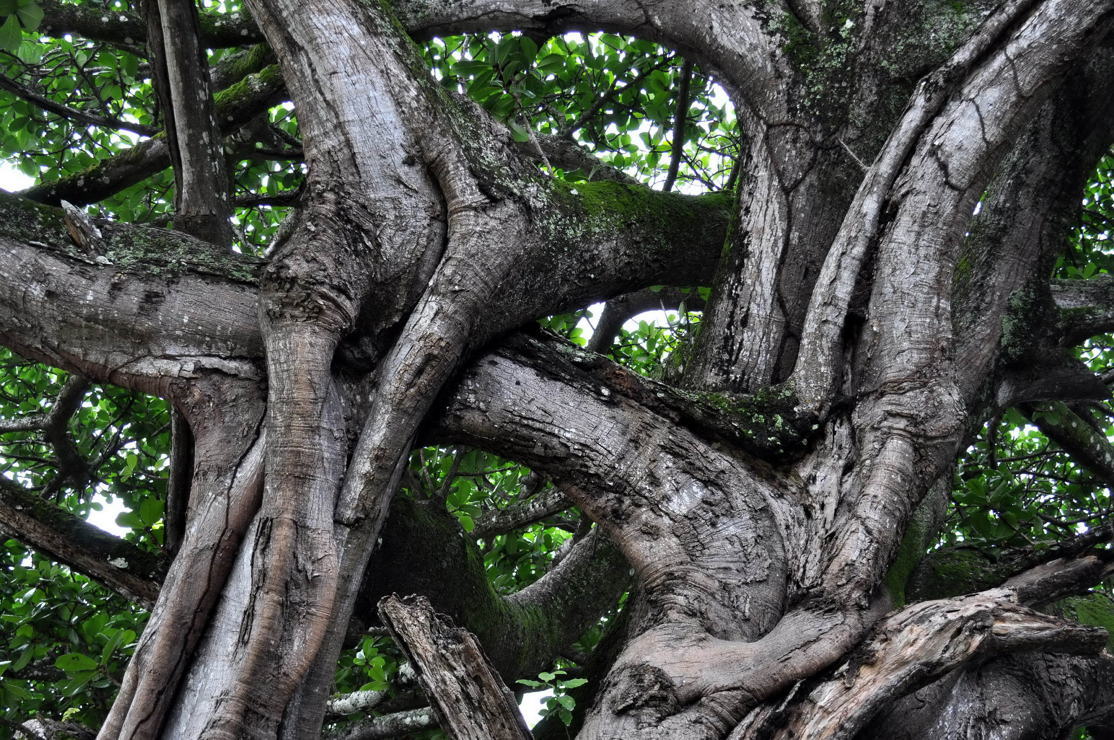 Free picture: intertwined, branches, large, tree