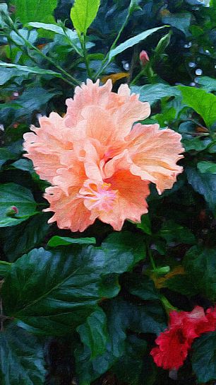 peach, flower
