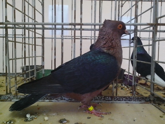 black, brown, pigeon, cage