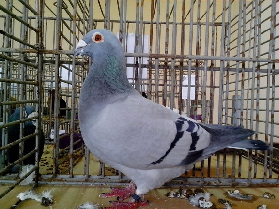 light blue, pigeon, bird exposition