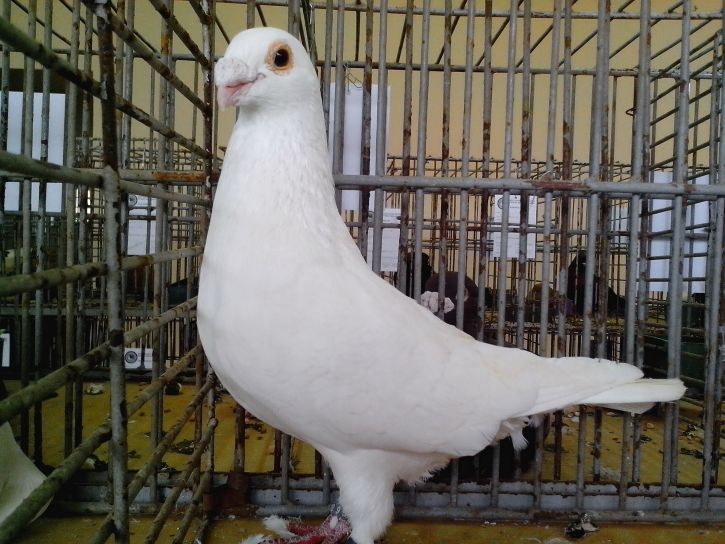 snow, white dove