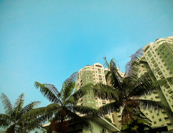 palm trees, between, tall, buildings, tower