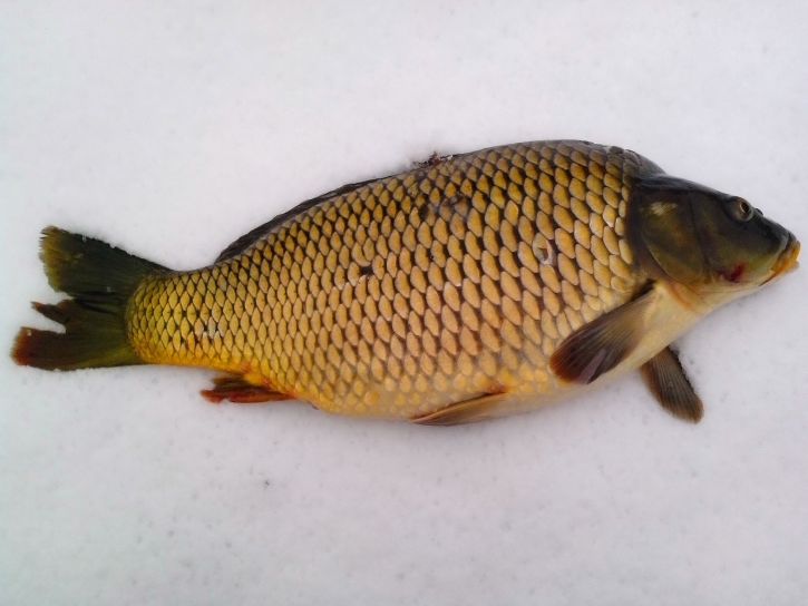 carp, fish, snow