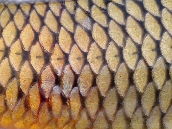 escamas de pescado