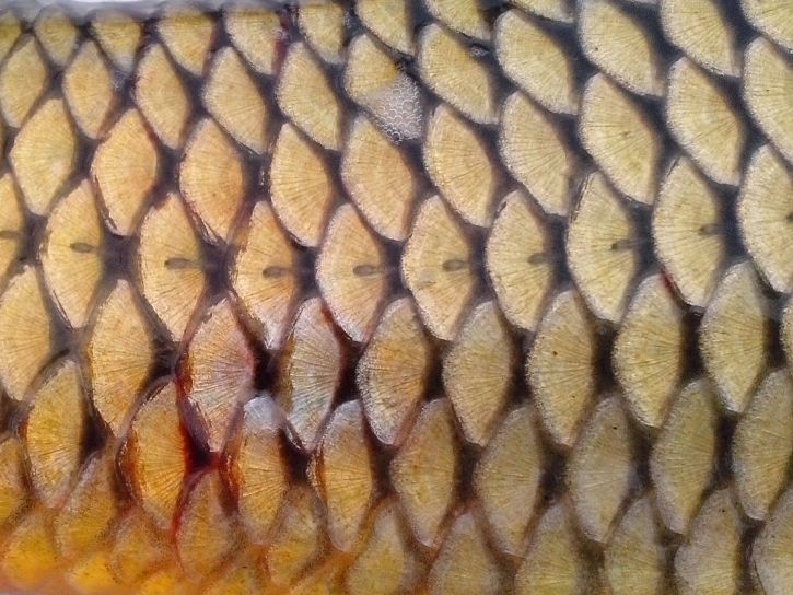 魚の鱗