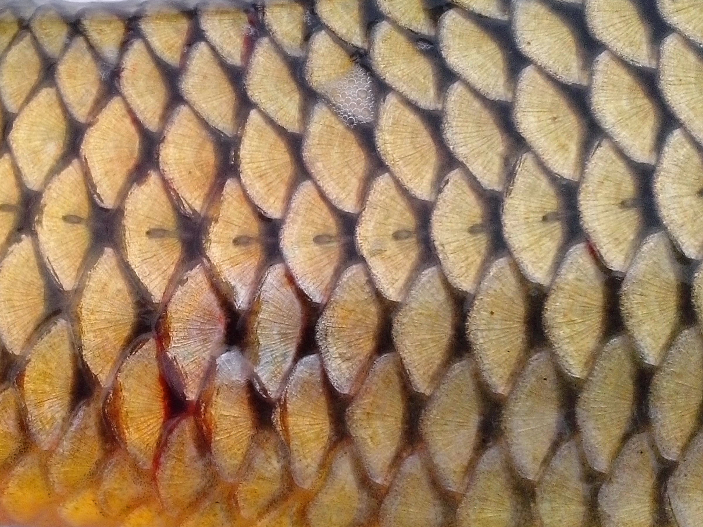 フリー写真画像 魚の鱗
