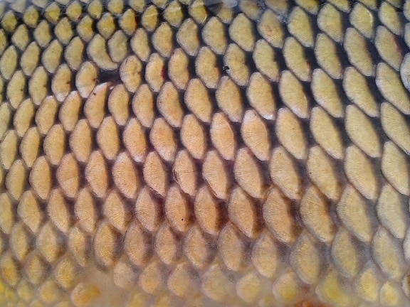 texture, fish, scale