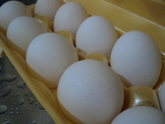 huevo, caja, blanco, huevos