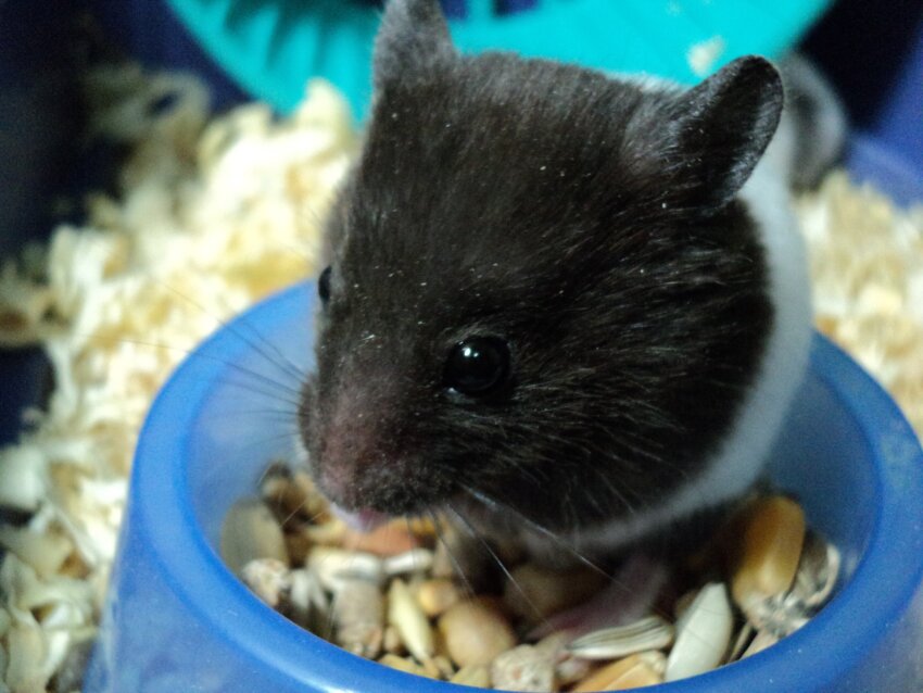 Kostenlose Bild: Hamster, Tier, Nagetier, Terrarium, Essen, Samen, Essen