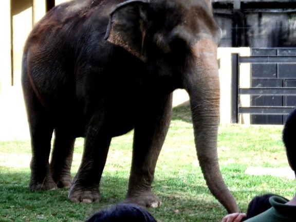 elephant, zoo