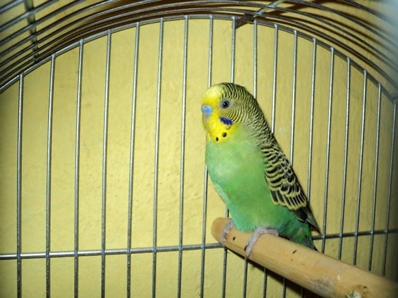 stylish, parakeet, parrot, cage