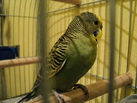 parakeet, looking, cage, bird, animal