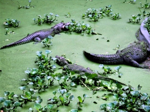 alligators, reptile, swamp, zoo