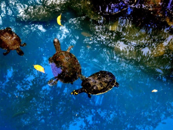 turtles, animals, lake, crystal, clear, water