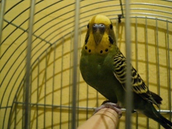 parakeet, parrot, bird, looking, cage