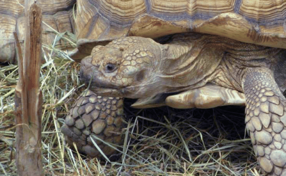 African spurred tortoise, geochelone sulcata, reptile, animal, big turtle, tortoise