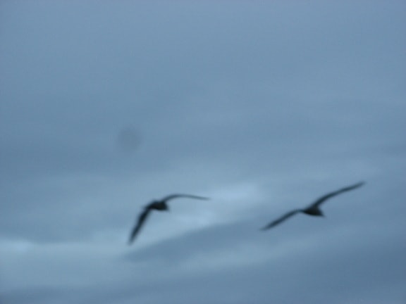 blurry, seagulls, birds, blue sky, artistic