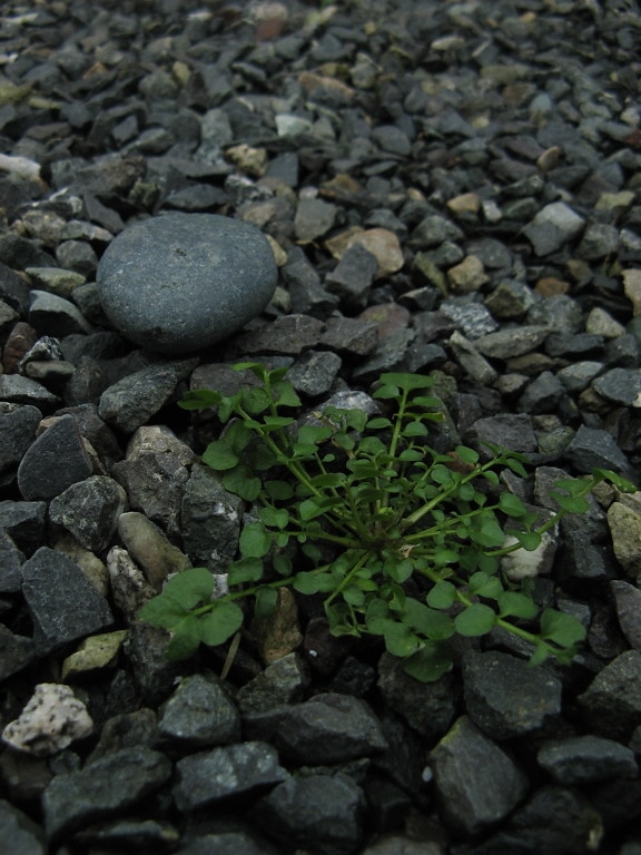 weed, rock, gravel, ground