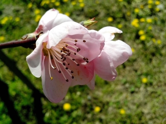 nectar, petals, up-close, pink flowers, spring, fruit