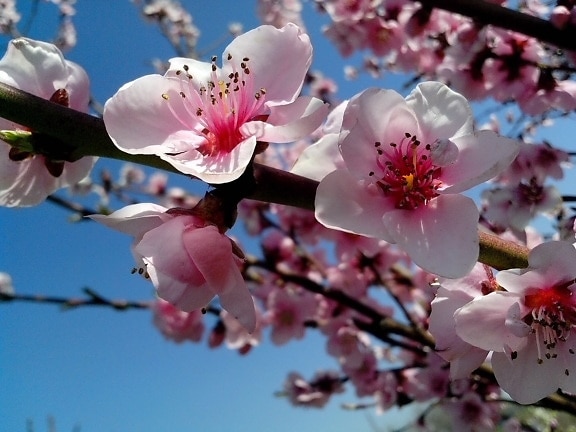 rosa, néctar, flores, tiempo de primavera