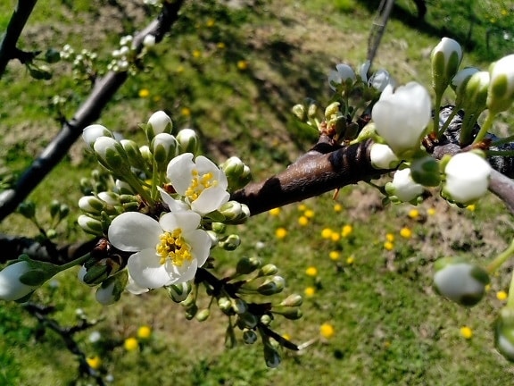 white flowers, petals, branch, spring time