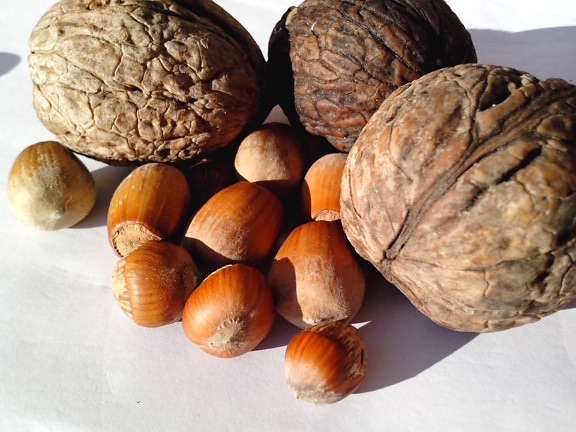 hazelnut, walnut, nut, seeds, fruits, plants