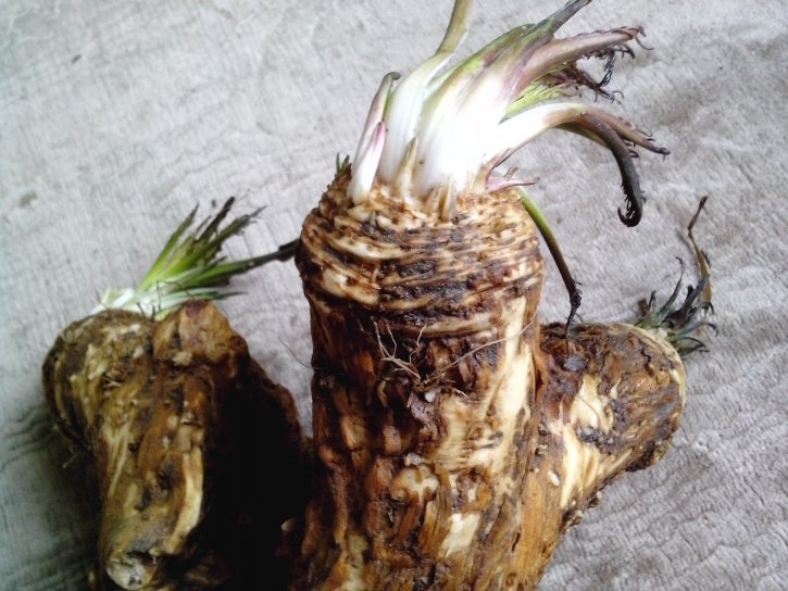 horseradish, plant, root, big