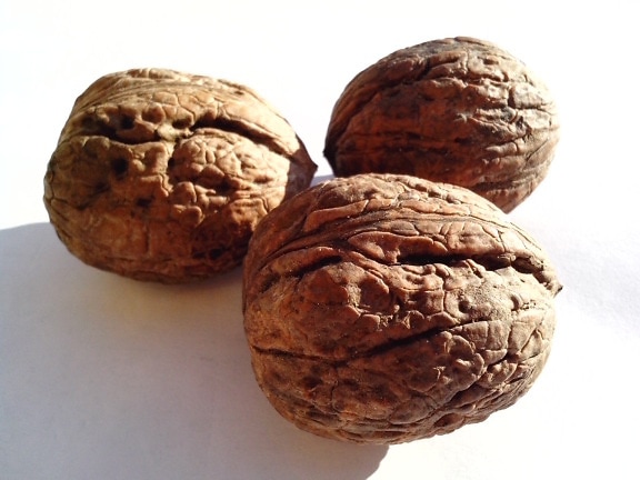 walnut, nut, seeds, plant, fruit, big, white background