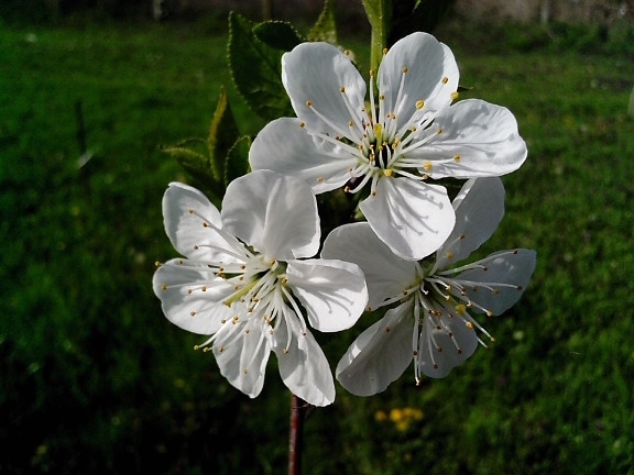pohon ceri mekar, bunga putih, kelopak