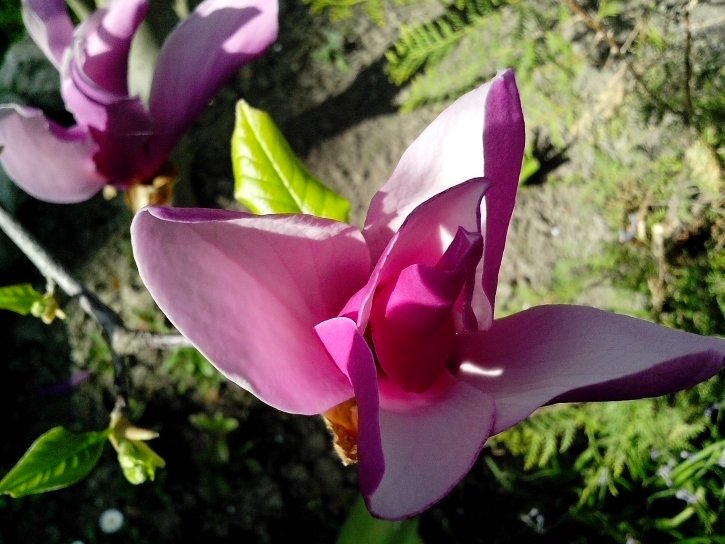 Magnolia, lilla blomster, blomstrende, plante