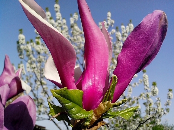 paars, bloemblaadjes, magnolia, bloem, plant, bloesem
