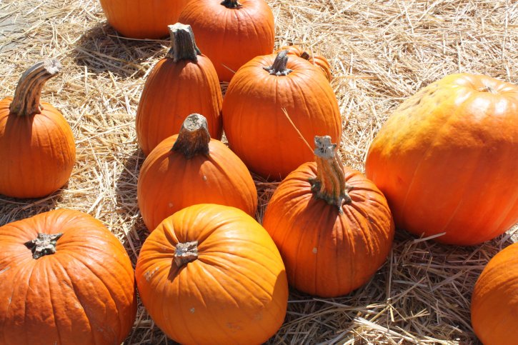 pumpkins, autumn, hay