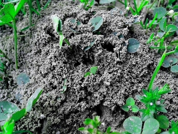 Anthill, ant, koloni, formicary, insekter, smuts, marken, gräs
