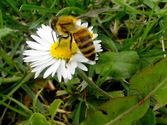 honey, bee, work, insect, flowering, meadow