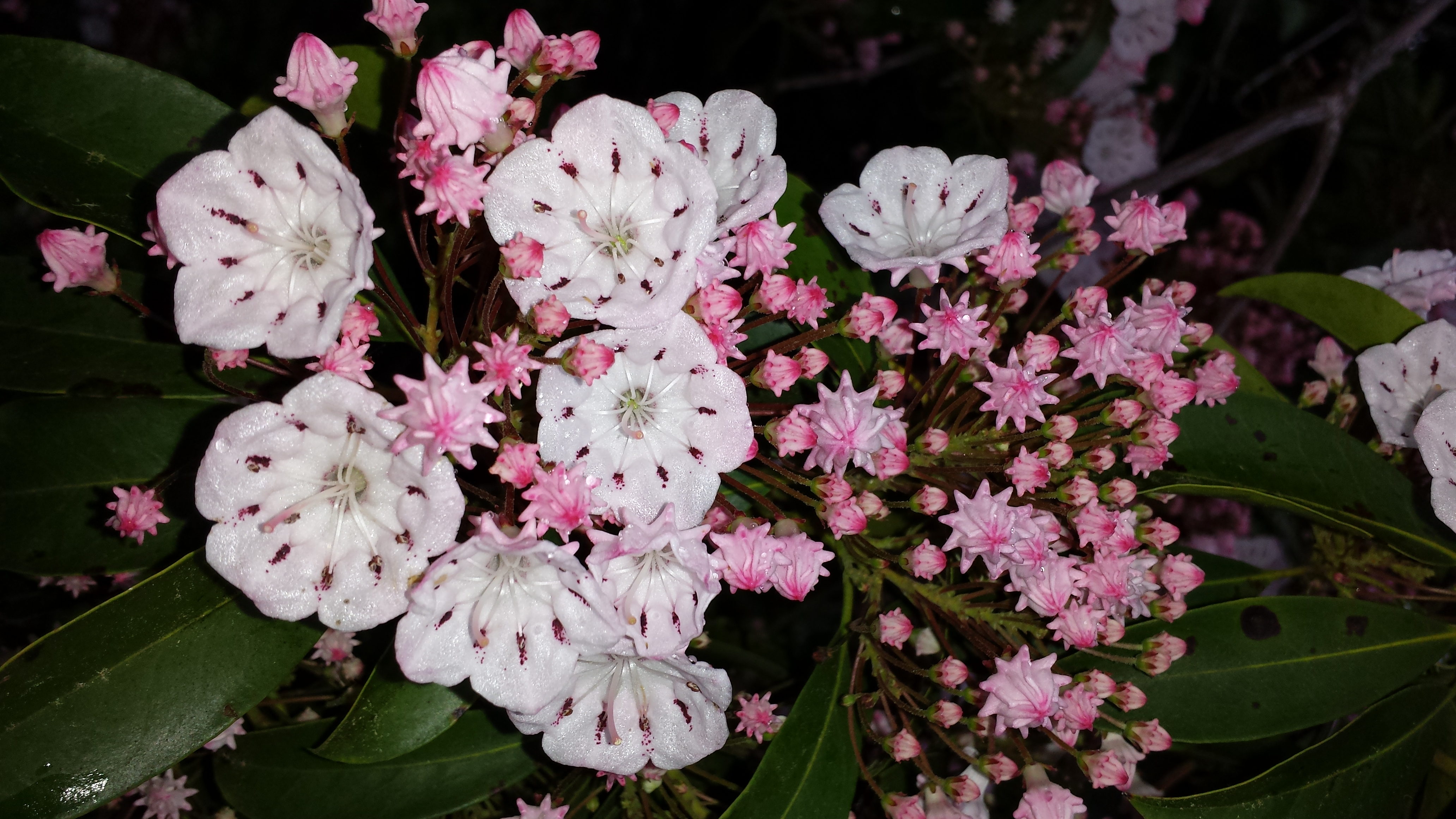 Free picture: pinkish flowers, mountain, Laurel, blooms