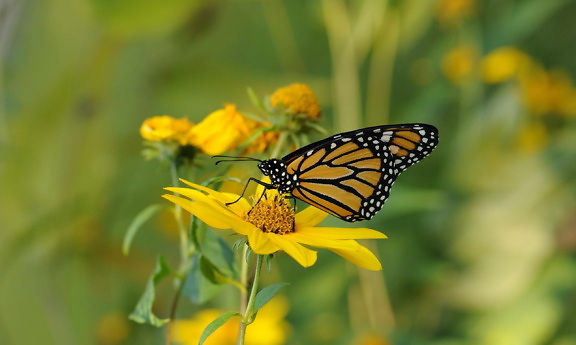 insect, Monarch, butterfly, yellow flower
