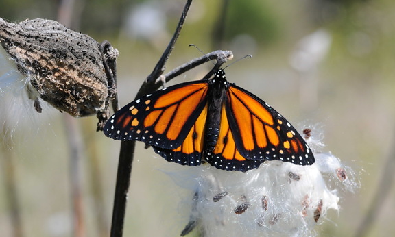 monarch butterfly, rests, milkweed, pod