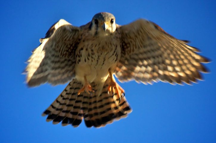 Amerikansk, kestrel, Falco, sparverius, liten, falcon, predator, fugl
