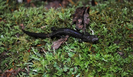 black, small, cheat, mountain, salamander